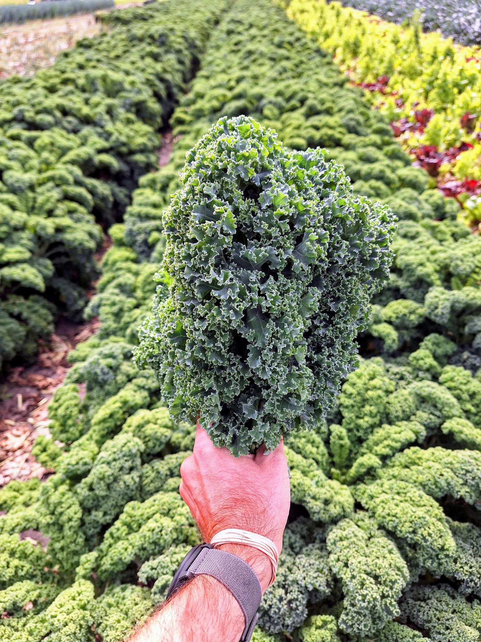 Kale