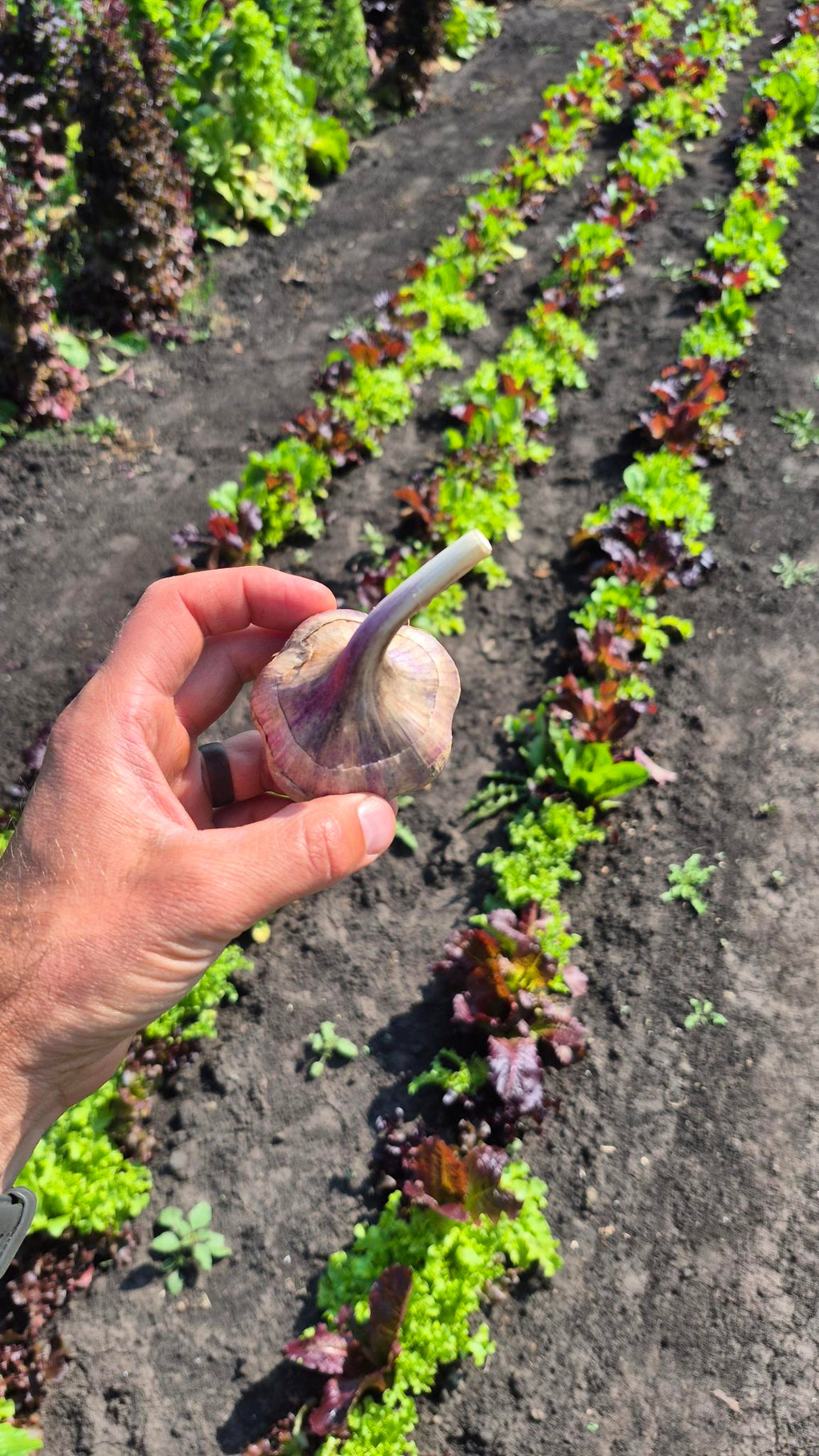 A fresh Music garlic bulb