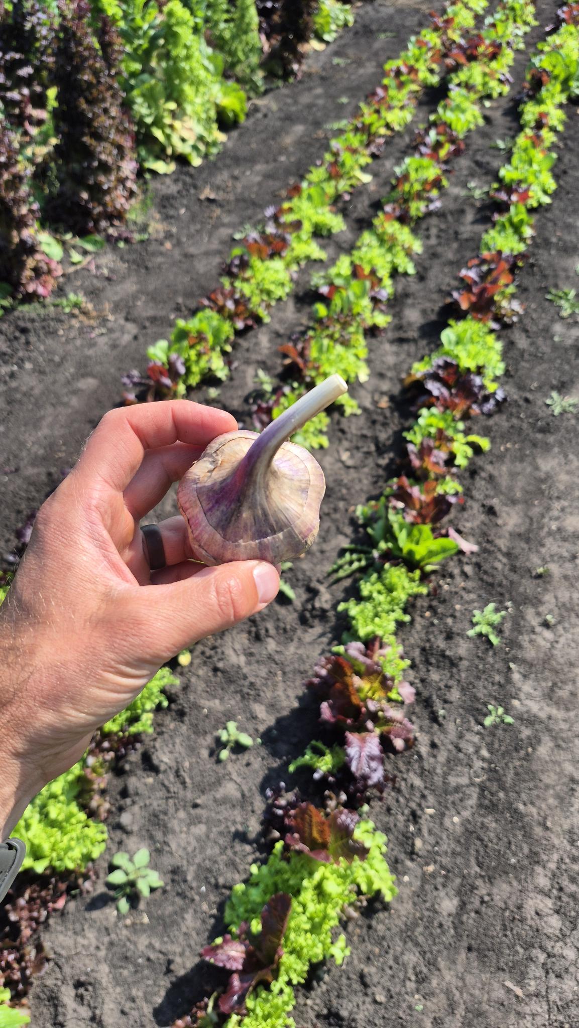 A fresh Music garlic bulb