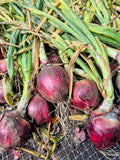Freshly pulled red onions from Steel Pony Farm lying on a drying rack with their green tops still on