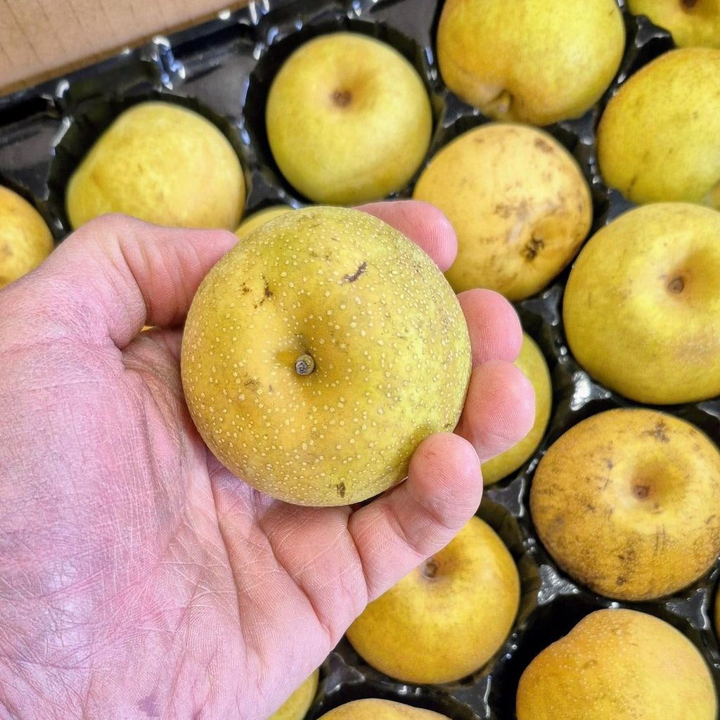 Asian pears in a tray, one held in hand at Steel Pony Farm