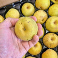 Asian pears in a tray, one held in hand at Steel Pony Farm