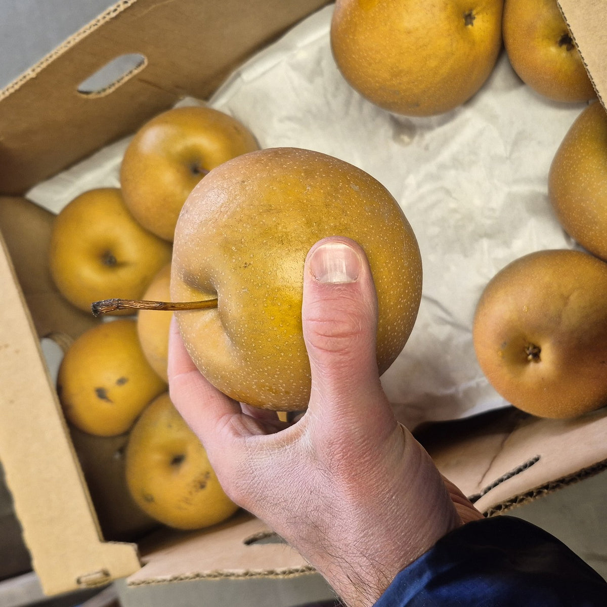 Asian pears in a case, one held in hand at Steel Pony Farm