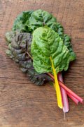 Bunch of rainbow chard with yellow and pink stems