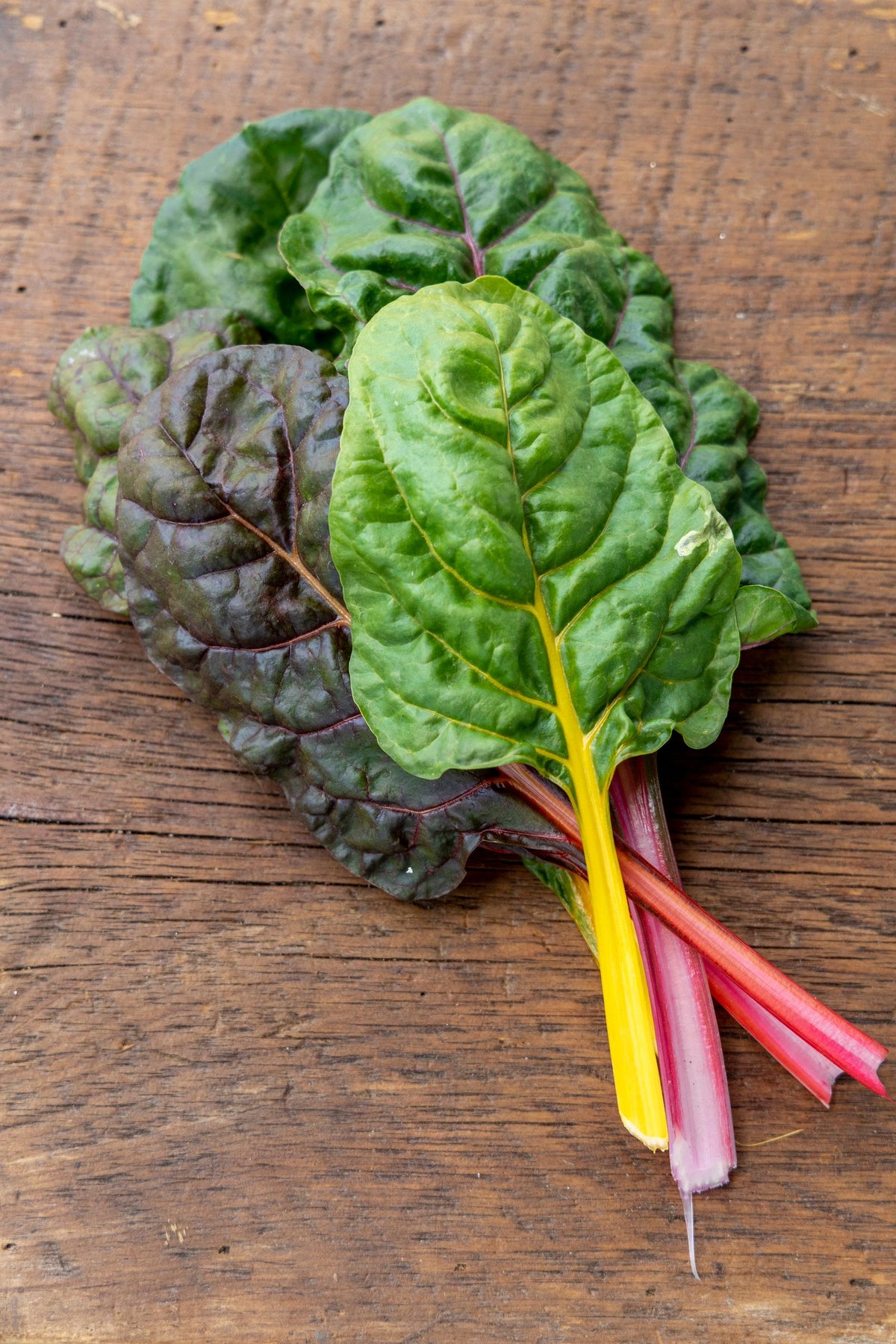 Bunch of rainbow chard with yellow and pink stems