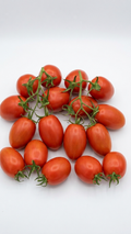 Tomato, Roma