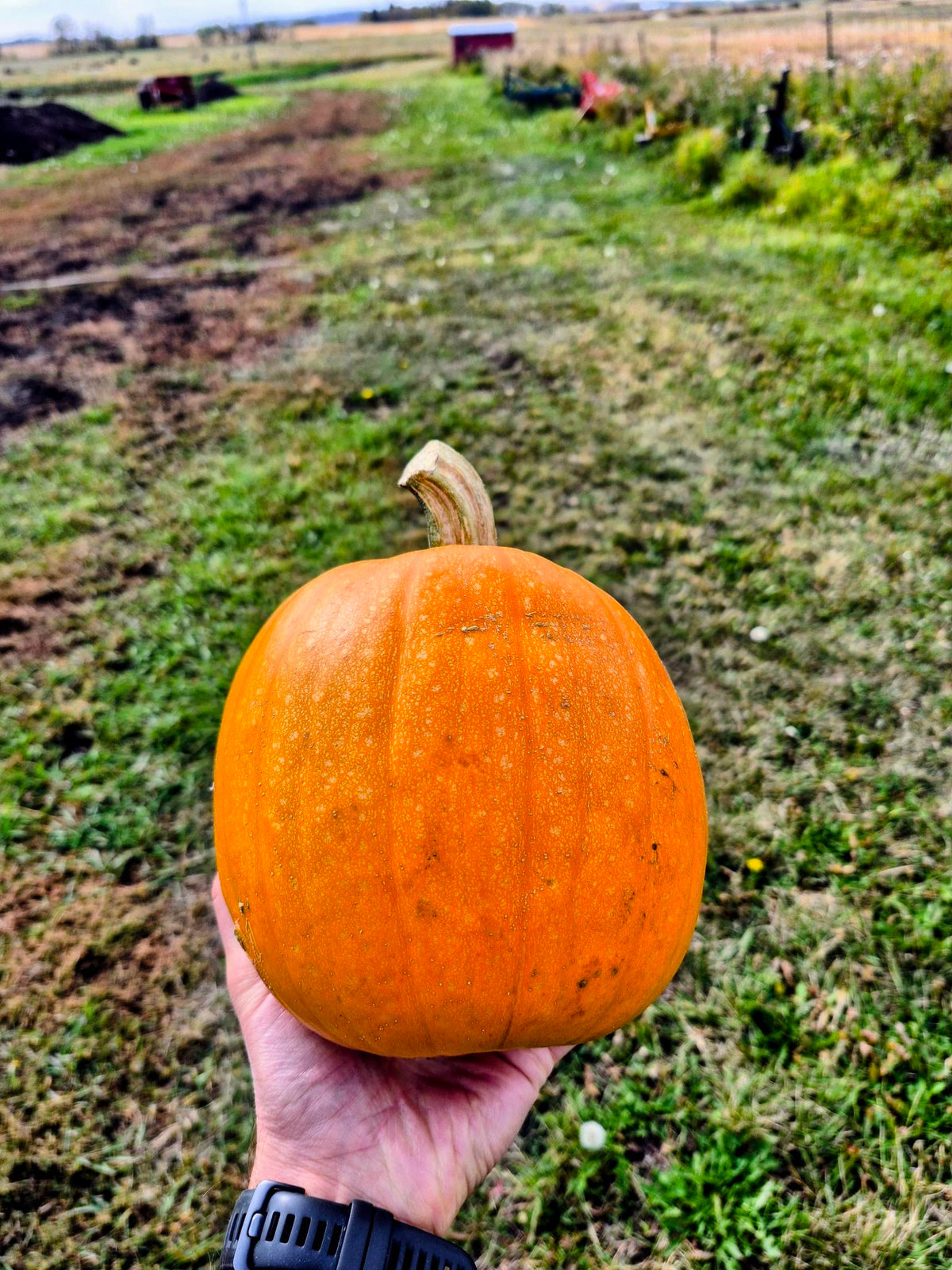 A large orange baking pumpkin held in one hand in the field at Steel Pony Farm