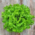 Lettuce, Butterhead