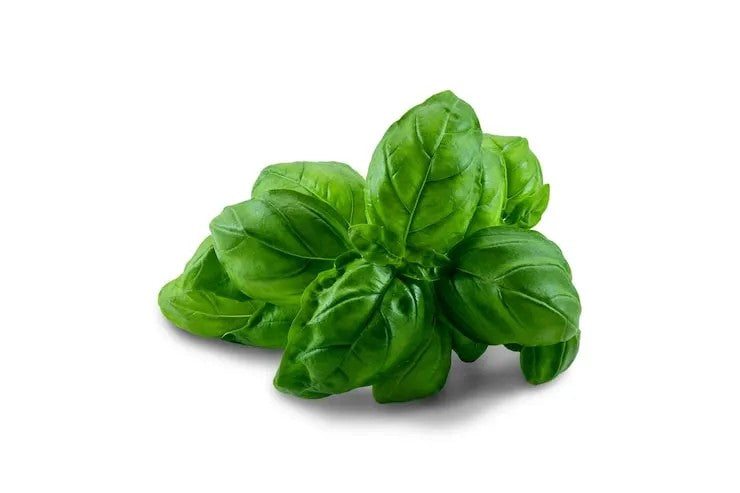 Basil, Green