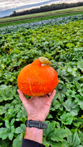 A large red kuri squash held in front of the squash patch at Steel Pony Farm