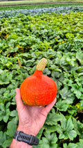A small red kuri squash held in front of the squash patch at Steel Pony Farm