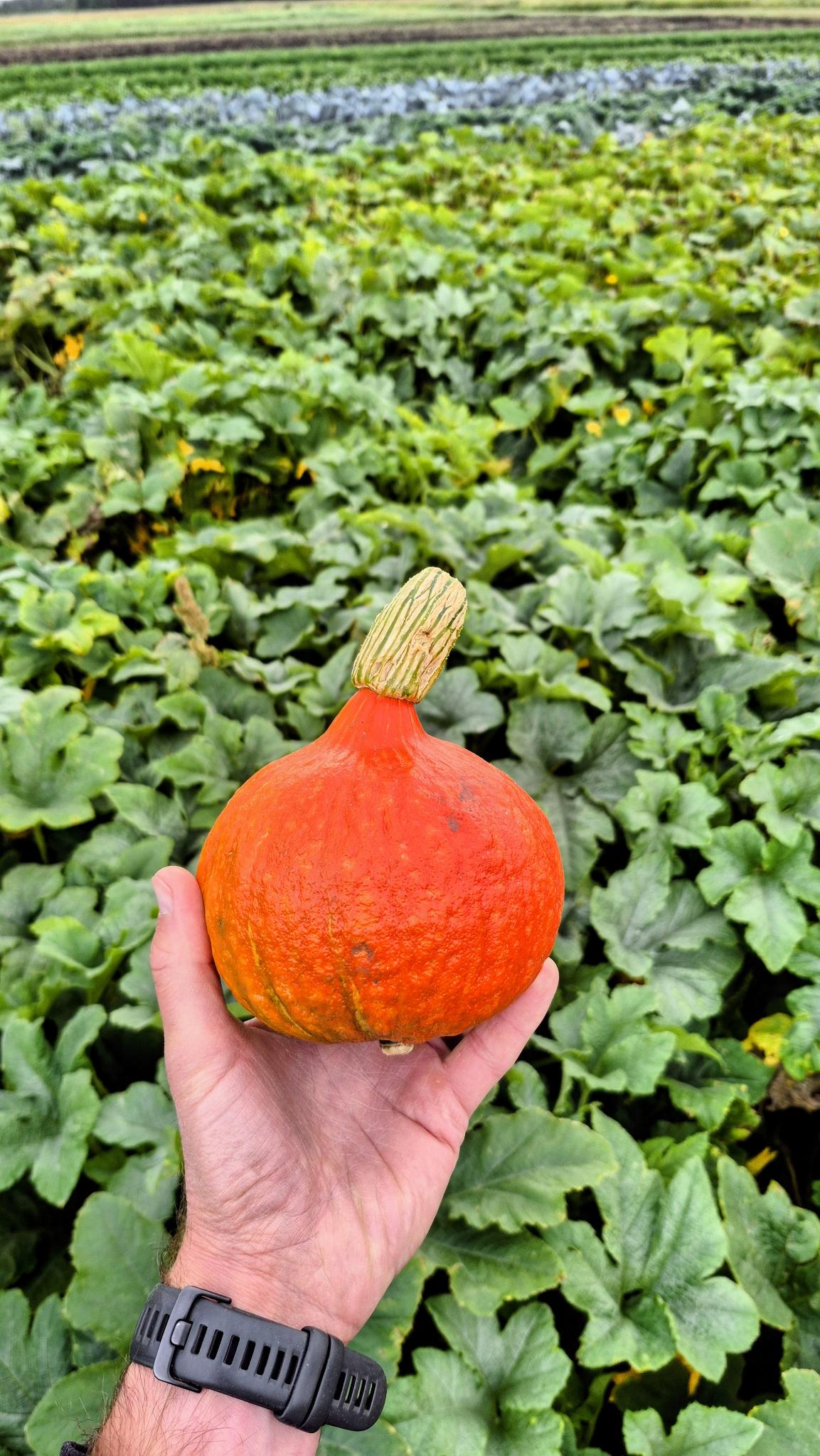 A small red kuri squash held in front of the squash patch at Steel Pony Farm