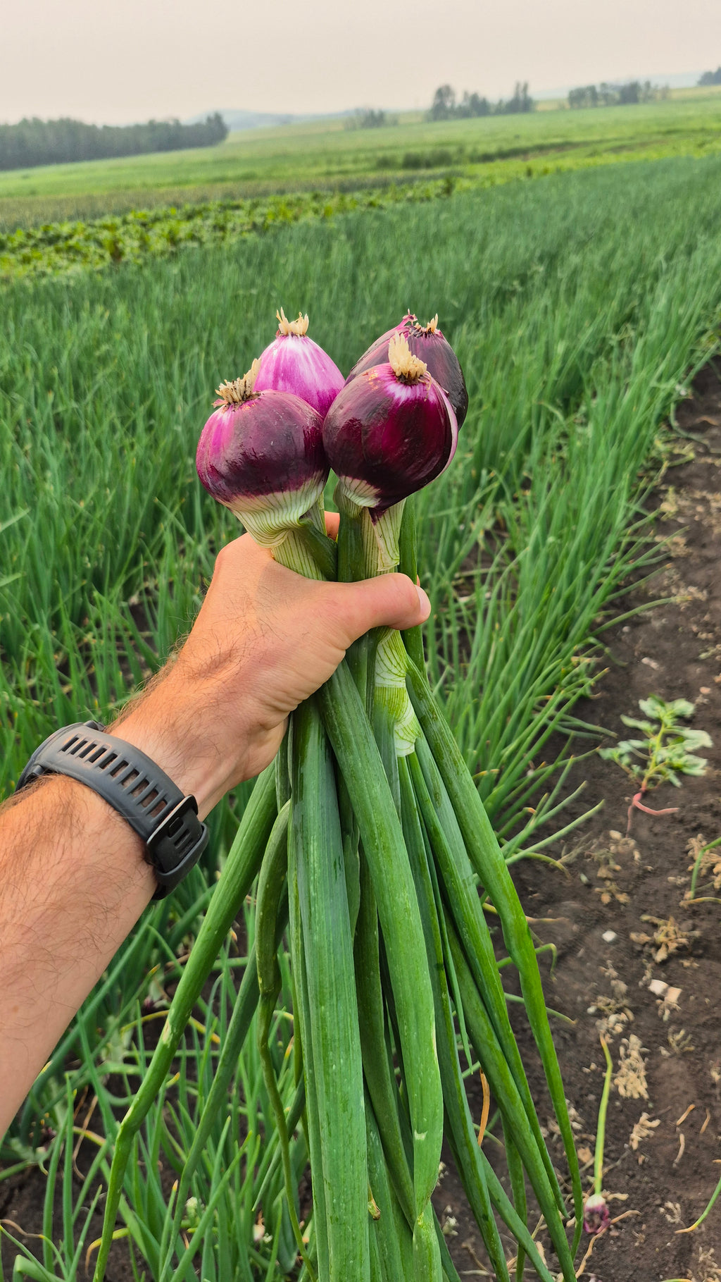 Red Cooking Onion