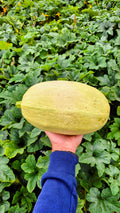 Large spaghetti squash, Steel Pony Farm