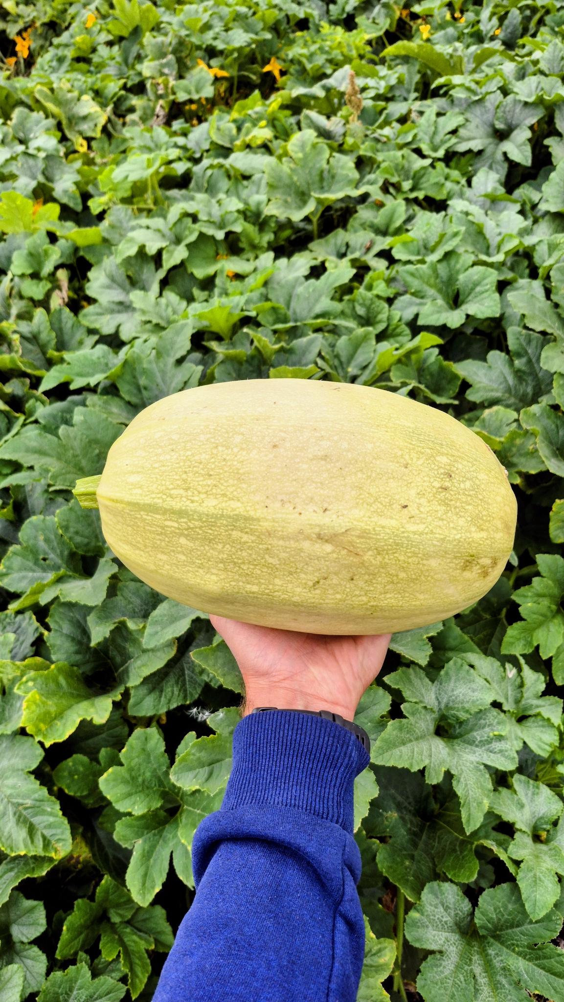 Large spaghetti squash, Steel Pony Farm