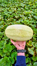 Medium spaghetti squash, Steel Pony Farm