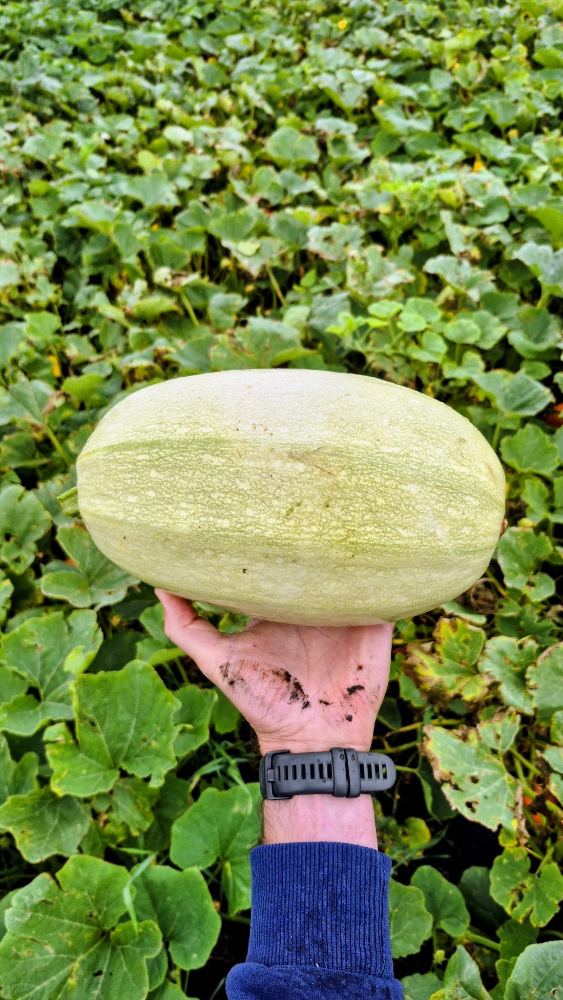 Medium spaghetti squash, Steel Pony Farm