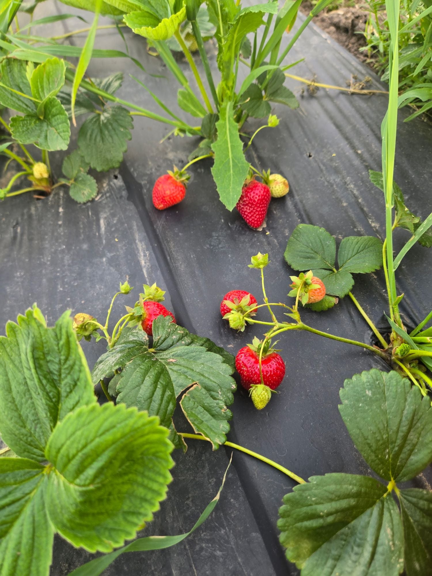 Strawberries from Red Deer Valley Farms
