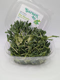 Microgreens, Pea, Organic