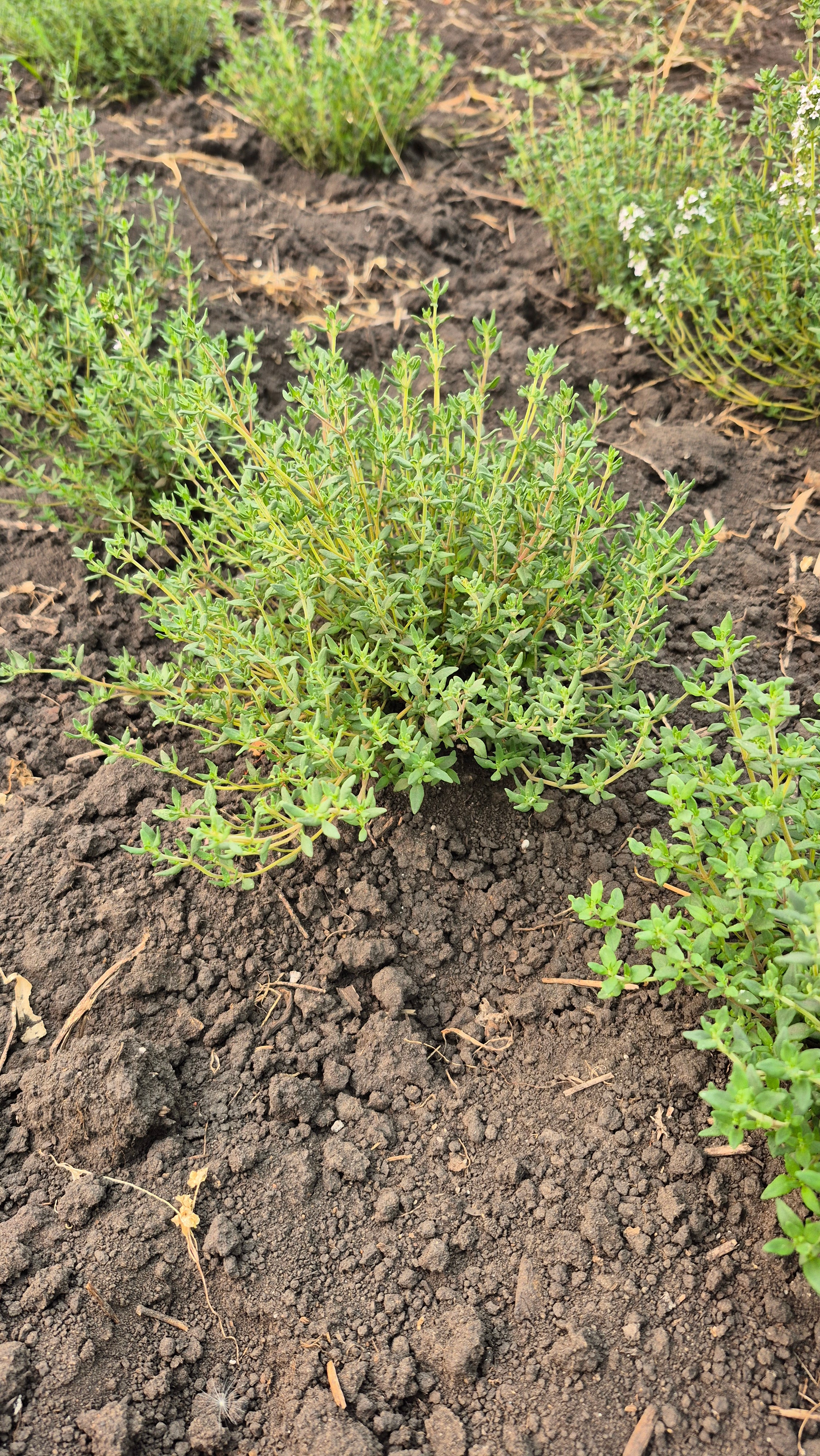 Thyme