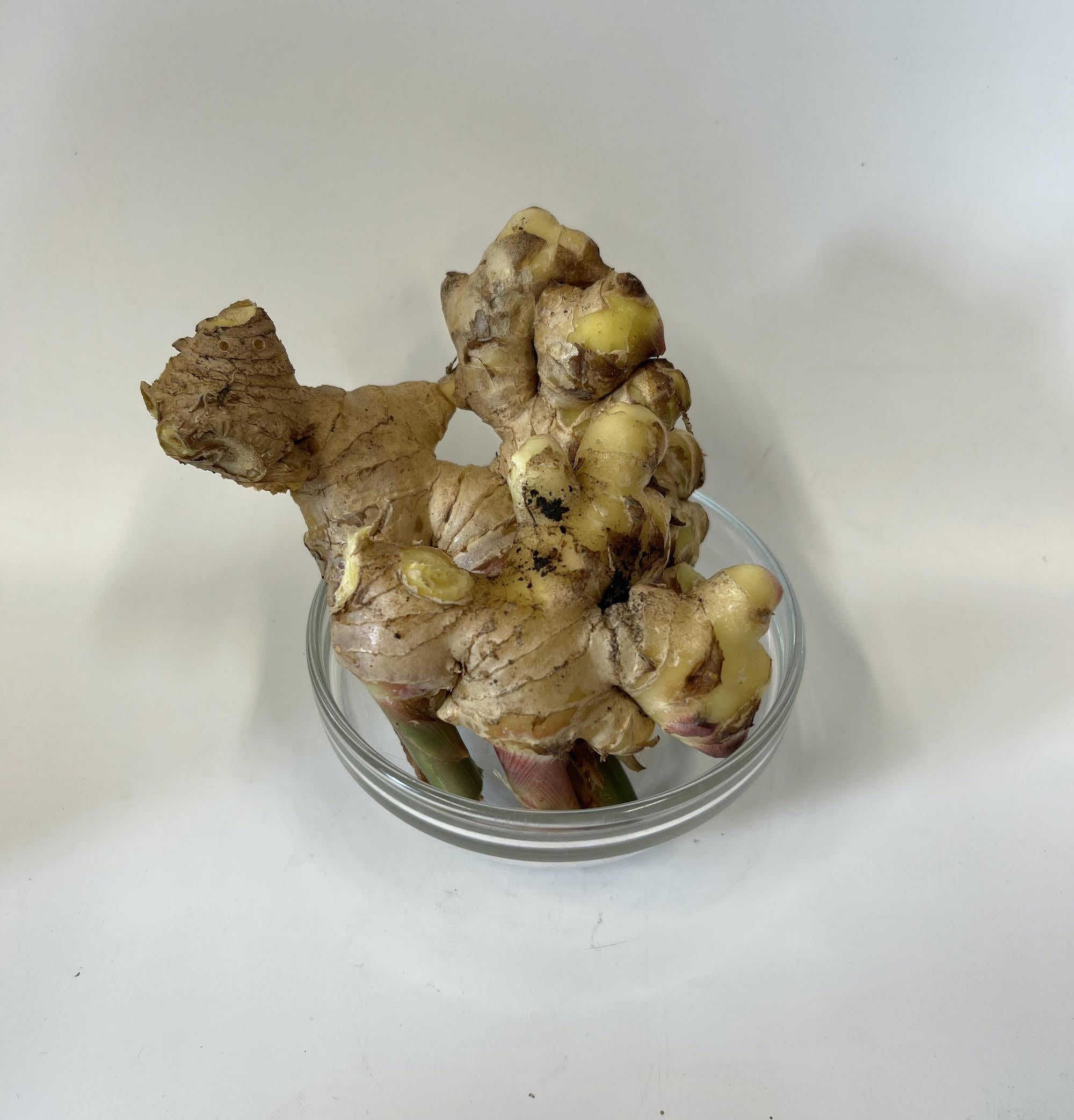 Ginger