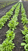 Rows of spinach growing in the field at Steel Pony Farm