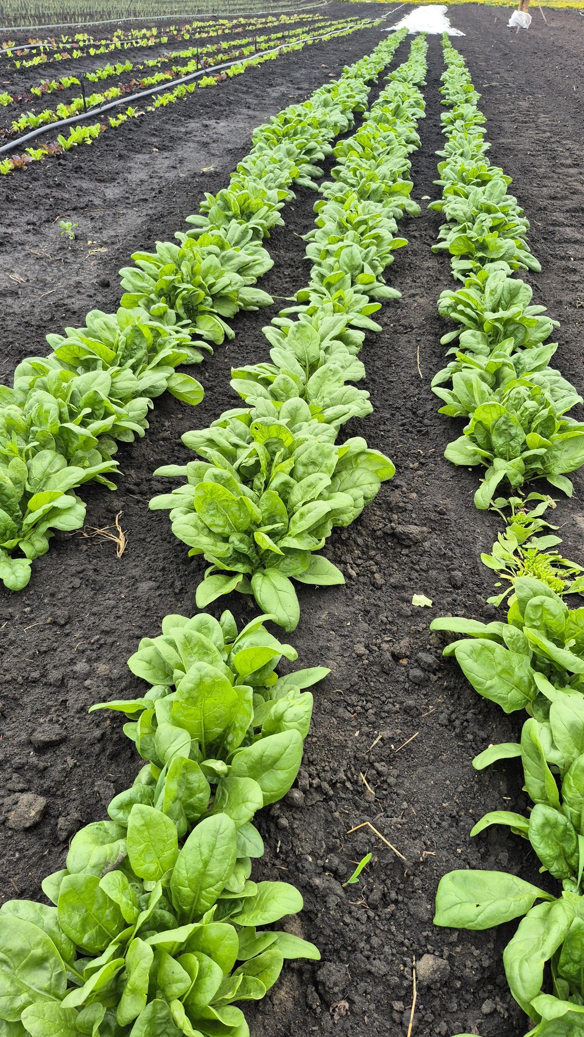 Rows of spinach growing in the field at Steel Pony Farm