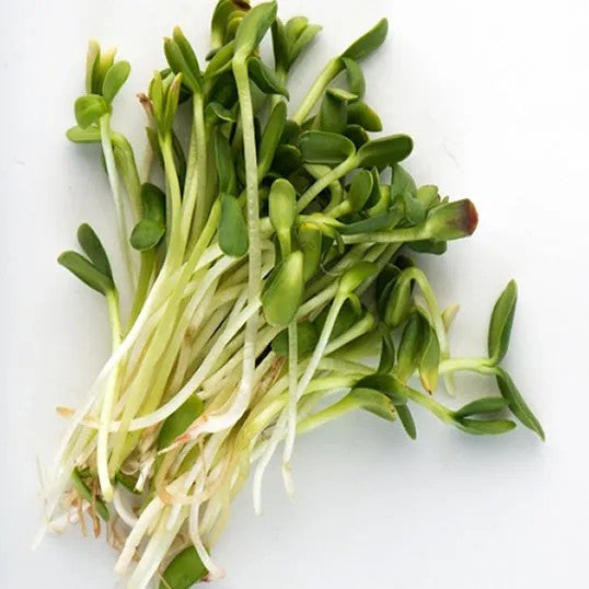 Microgreens, Sunflower Shoots, Organic